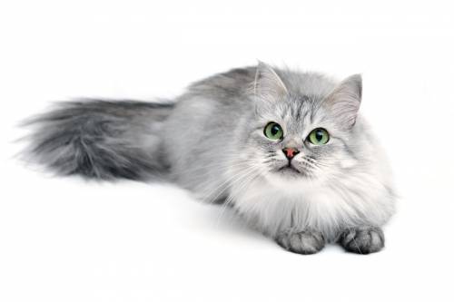 Pets, Dogs & Cats for sale Pets, Dogs & Cats for sale