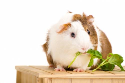 guinea-pigs-care.jpg guinea-pigs-care.jpg