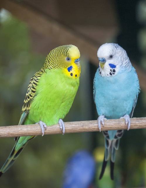 Pets, Dogs & Cats for sale Pets, Dogs & Cats for sale
