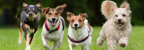 classification-of-dogs-pets.jpg classification-of-dogs-pets.jpg