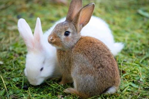 why-a-bunny-is-the-symbol-of-easter.jpg why-a-bunny-is-the-symbol-of-easter.jpg