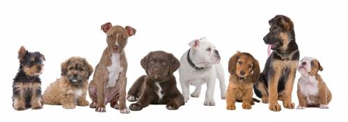 Pets, Dogs & Cats for sale Pets, Dogs & Cats for sale