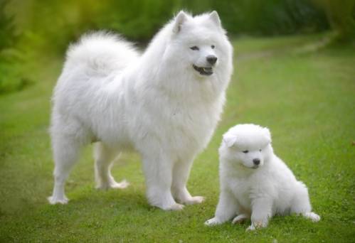 samoye-2.jpg samoye-2.jpg
