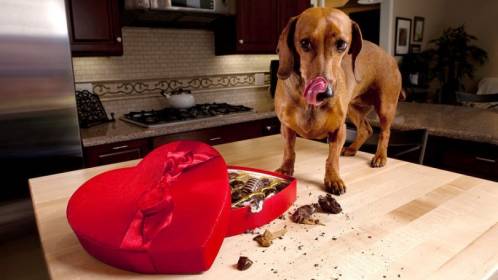Pets, Dogs & Cats for sale Pets, Dogs & Cats for sale
