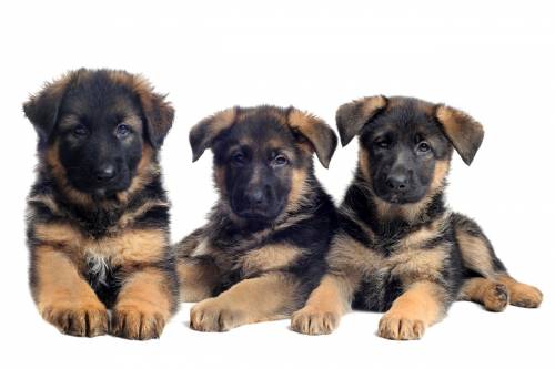 Pets, Dogs & Cats for sale Pets, Dogs & Cats for sale