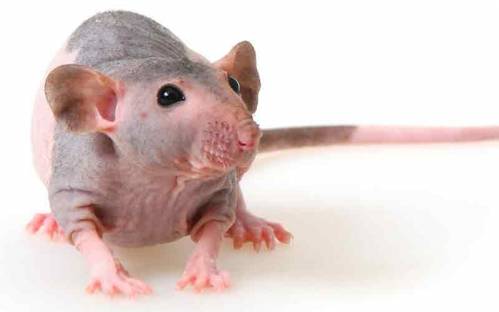 rat-sphinx.jpg rat-sphinx.jpg