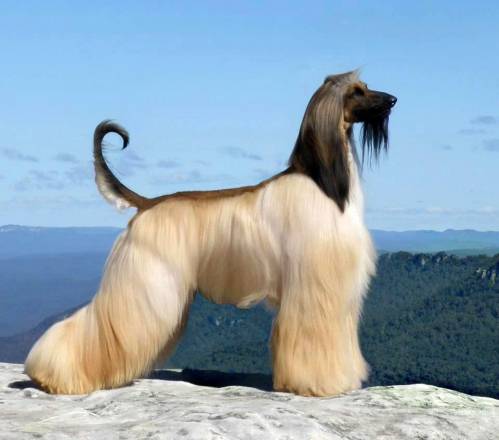 afghan-hound-dog.jpg afghan-hound-dog.jpg