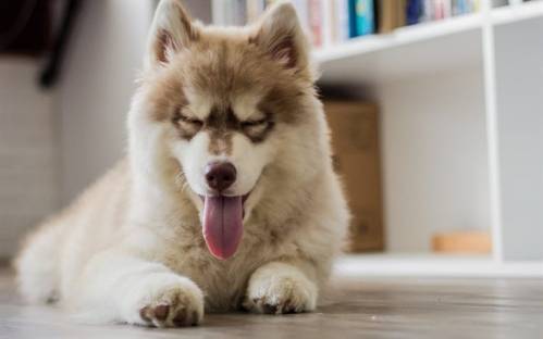 huskies.jpg huskies.jpg